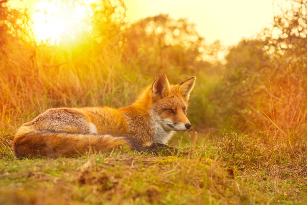 istock Wild red fox Vulpes Vulpes evening sunset 1156494299