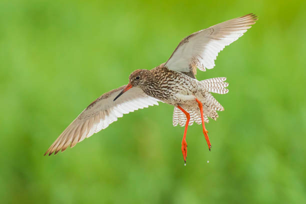 istock common redshank tringa totanus wader bird in flight 1156494361