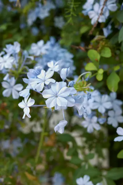 Plumbago capensis blue flowers