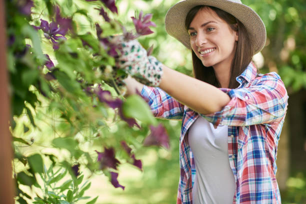 istock Woman pruning flowers. 1156500105
