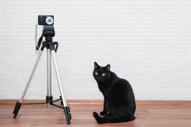 A black cat sits next to a tripod and a camera.