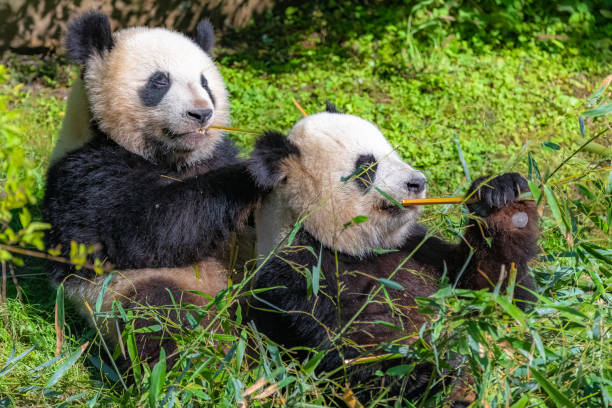 istock Panda, the mother and its young 1156501716