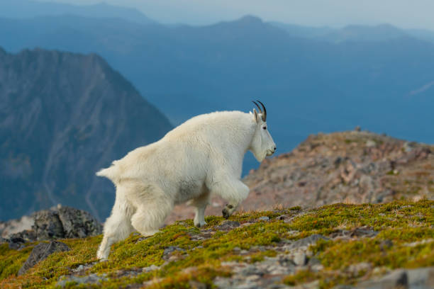 Profile of Mountain Goat in Alpine Meadow Profile of Mountain Goat in Alpine Meadow in Washington Wilderness mt rainier national park stock pictures, royalty-free photos & images