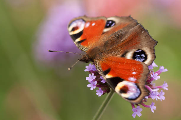 istock beautiful butterfly Aglais io sits on a flower 1156502269