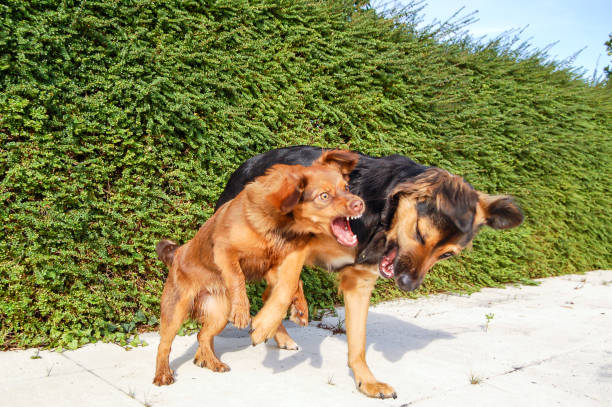 Dogs playing in the park