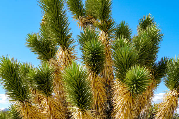 ジョシュアツリー国立公園。カリフォルニア州、アメリカ合衆国。 - mojave yucca ストックフォトと画像