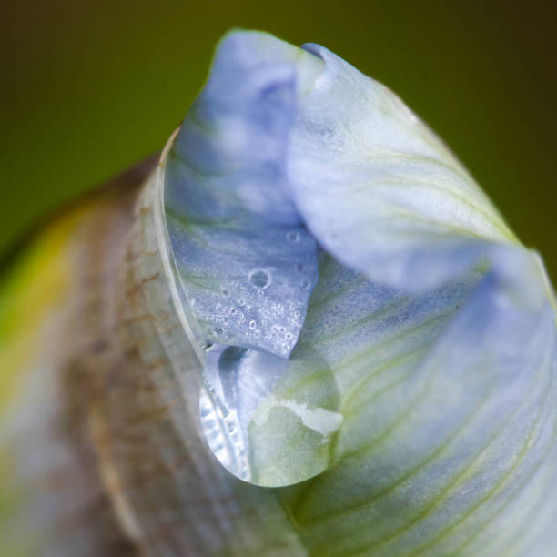 istock High Angel Macro Ornamental Iris Bud 1156504888