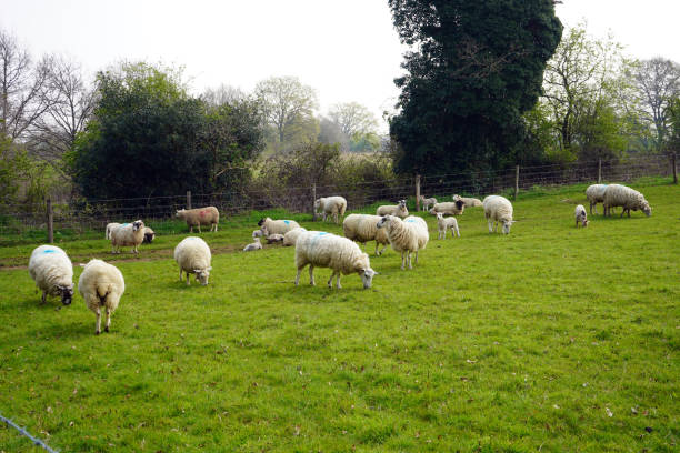istock Sheep and lambs in a green grass field 1156505099