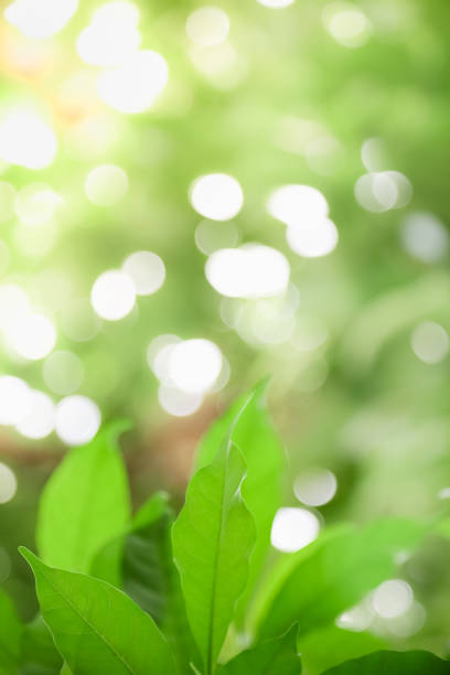 istock Close up of nature view green leaf on blurred greenery background under sunlight with bokeh and copy space using as background natural plants landscape, ecology wallpaper concept. 1156505174