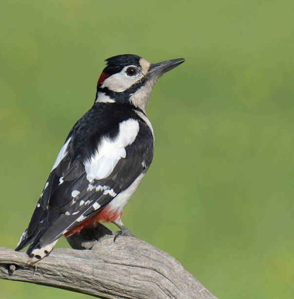 istock Great Tit and Great Spotted Woodpecker in flight and perching 1156505509