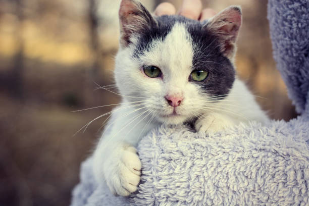 199 Cat On Shoulder Stock Photos, Pictures & Royalty-Free Images - iStock | Person holding cat on shoulder 199 Cat On Shoulder Stock Photos, Pictures & Royalty-Free Images - iStock | Person holding cat on shoulder