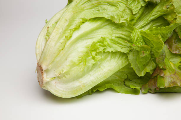 istock Fresh lettuce freshly brought from the garden 1156506974