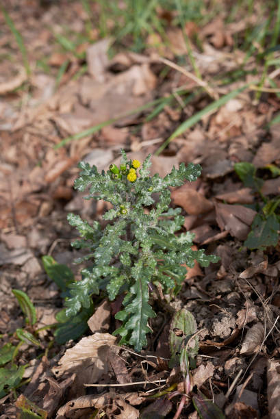 istock Senecio vulgaris 1156507953