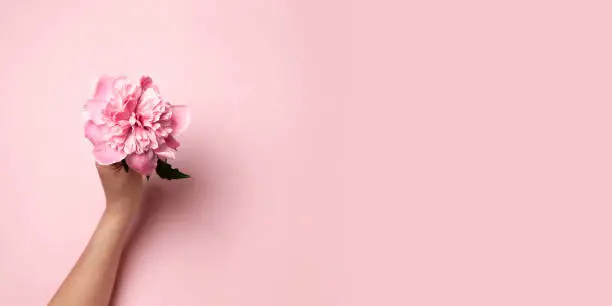 Photo of Female hand holding pink twig peony flower on pink background. Flat style.