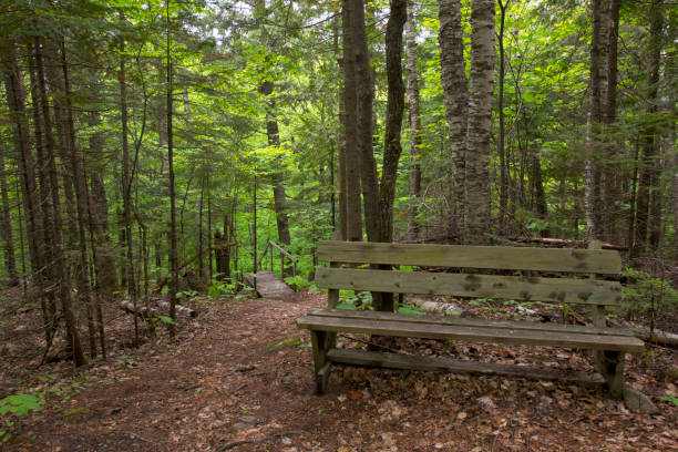 istock The wooden bench 1156508393