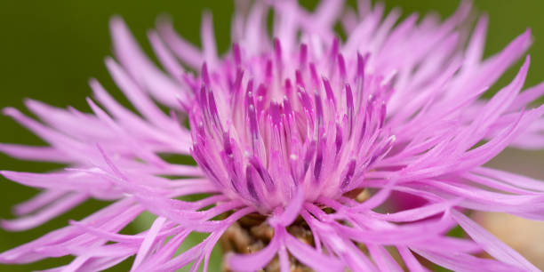 istock Flower of field knapweed 1156512767