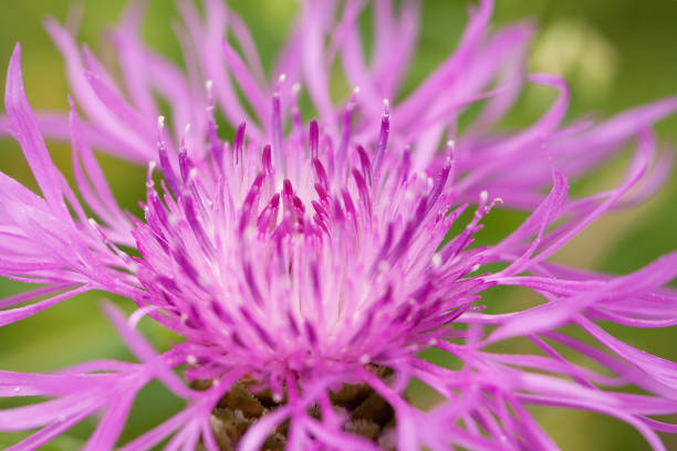 istock Flower of field knapweed 1156512792