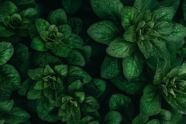 istock Bright green leaves top view minimalistic background 1156514155