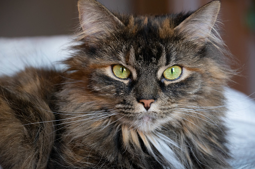 CLose up of a long haired cat with green eyes