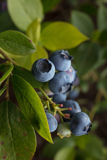 istock Blueberries on the plant 1156515324