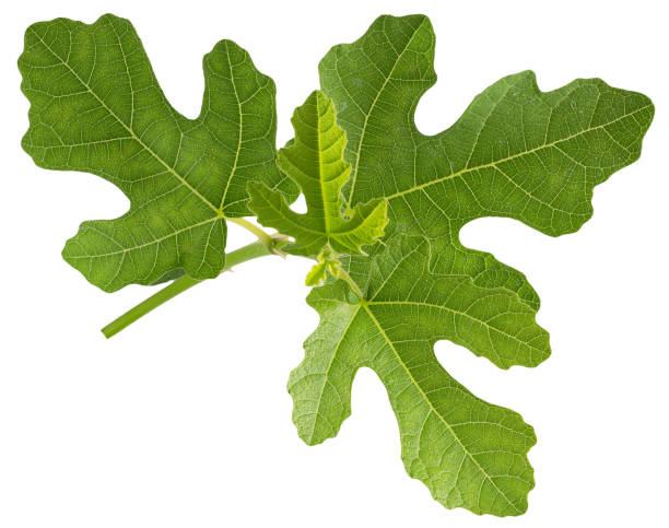 istock fig leaves isolated on a white background 1156515795