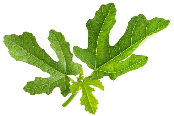 istock fig leaves isolated on a white background 1156517078