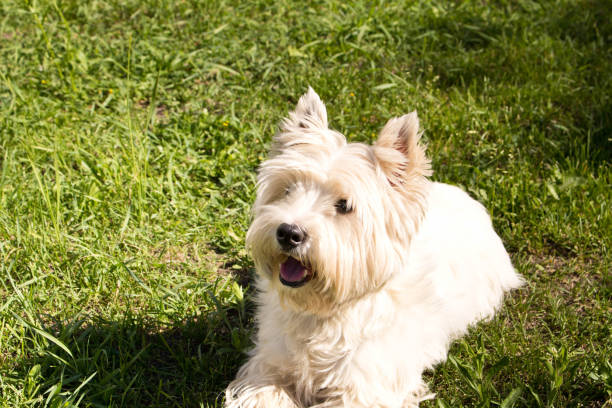 istock The West highland white Terrier on a green lawn. 1156517442