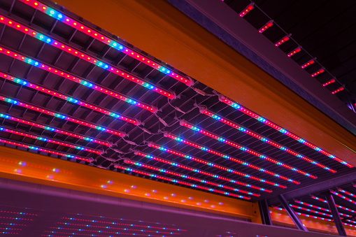 Special red white and blue LED lights belts above empty shelves in aquaponics system combining fish aquaculture with hydroponics, cultivating plants in water under artificial lighting, indoors