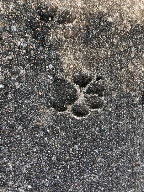 istock Dog footprint in cement 1156518816