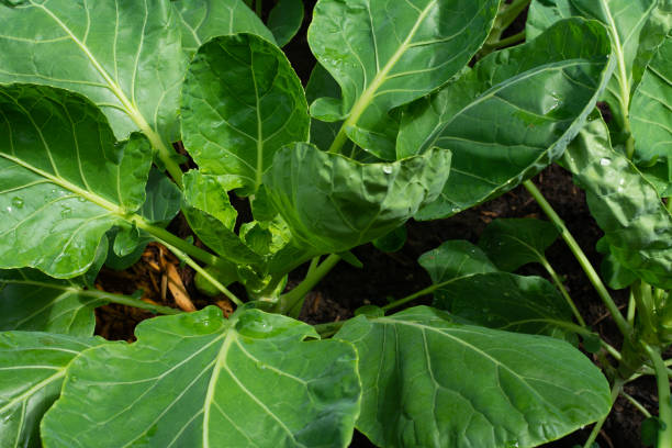istock Brussel sprouts in home garden 1156519495