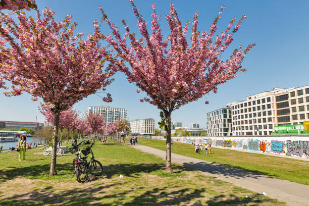 East Side Gallery and spring sakura garden in Berlin, Germany. BERLIN, GERMANY - APRIL 18, 2019: People visit sping blooming garden close to Wall barrier and East Side Gallery, international memorial for freedom along Spree river at sunny day. mauer park stock pictures, royalty-free photos & images