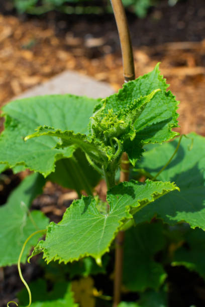 istock Cucumber plant in home garden 1156519884