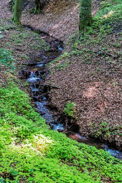 istock Mountain stream in deciduous forest, Little Carpathians, Slovakia 1156520569