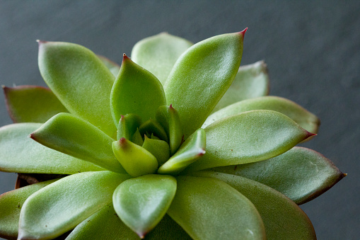 Green juicy Miniature succulent in the form of a sacred flower, close-up, stands on a black dark modern concrete background. Copy space for your text.