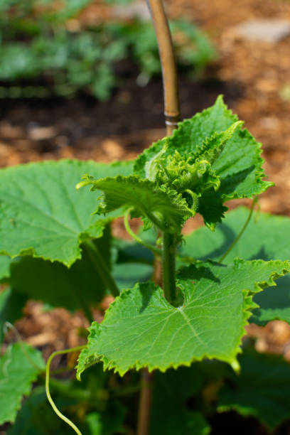 istock Cucumber plant in home garden 1156521003