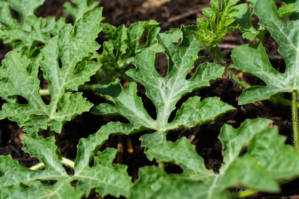 istock Watermelon plants in home garden 1156521006