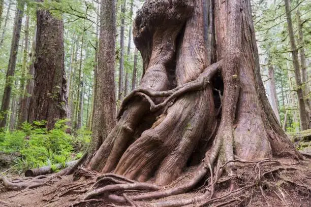 Gnarly Trunk of Giant Western Red Cedar Forest Tree in Avatar Groove near Port Renfrew, Pacific Northwest Vancouver Island British Columbia Canada