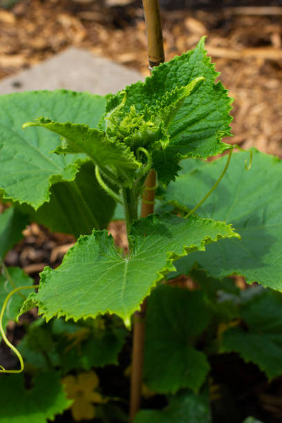 istock Cucumber plant in home garden 1156521086