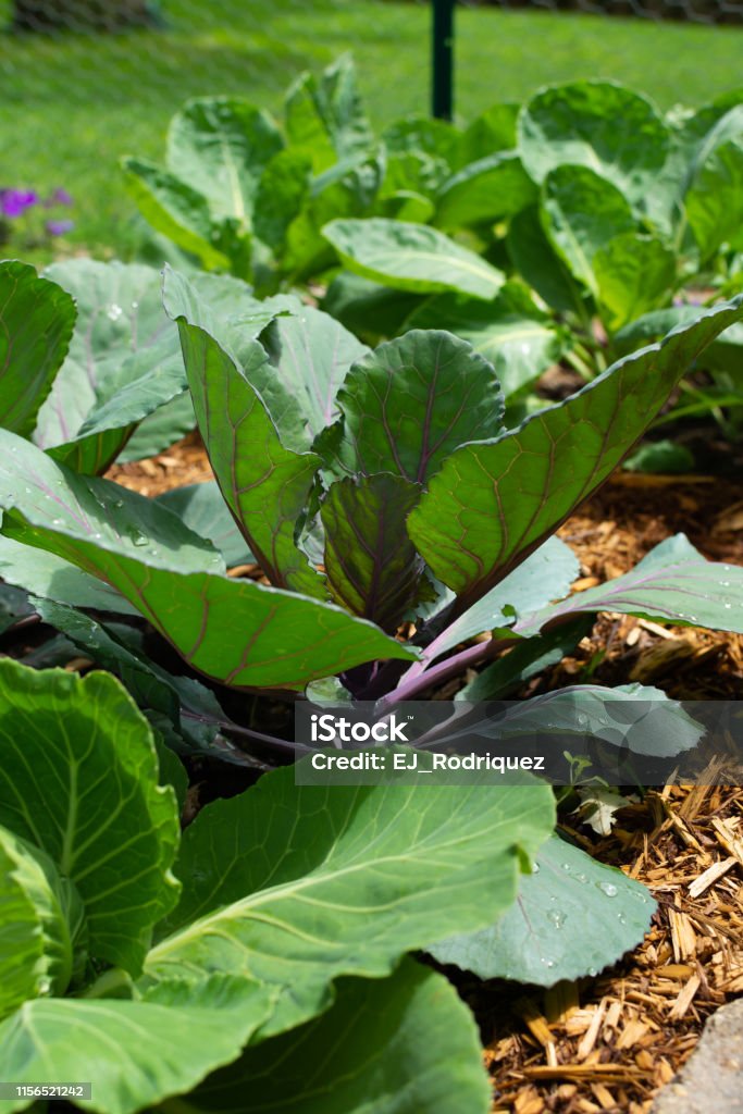 Repollo en el jardín de la casa - Foto de stock de Agricultura libre de derechos Repollo en el jardín de la casa - Foto de stock de Agricultura libre de derechos