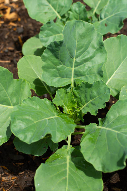 istock Broccoli plants in home garden 1156521446