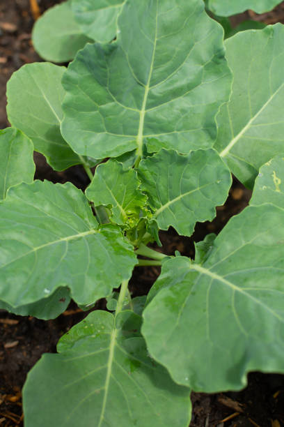 istock Broccoli plants in home garden 1156521454