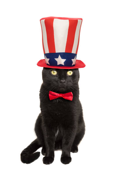 istock Black Patriotic Cat in Hat and Bow Tie 1156521463