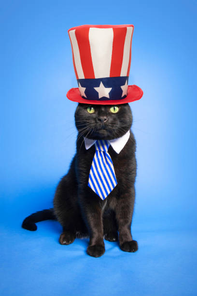 istock Patriotic Cat in Hat on Blue 1156522027