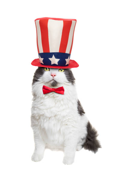 istock Patriotic White and Gray Longhair Cat 1156522045