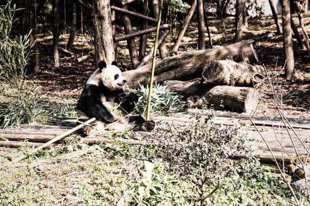 istock Giant panda breeding base in Chengdu 1156522375