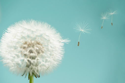 Studio shot showing dandelion seeds flying away from a dandelion seed head. The background is turquoise blue