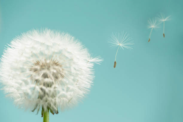 Dandelion seeds flying away Studio shot showing dandelion seeds flying away from a dandelion seed head. The background is turquoise blue dandelion photos stock pictures, royalty-free photos & images