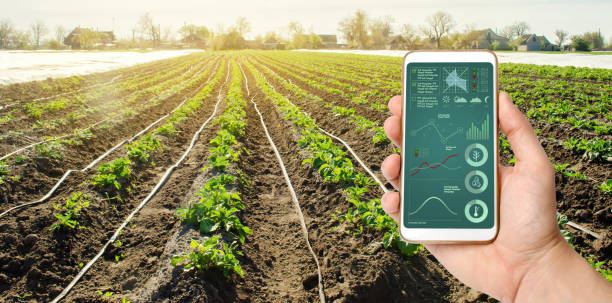 istock A hand is holding a smartphone with irrigation system management and analytics of data on the status of potato bushes. Young potatoes growing in the field. Agriculture landscape. Farming. 1156524103