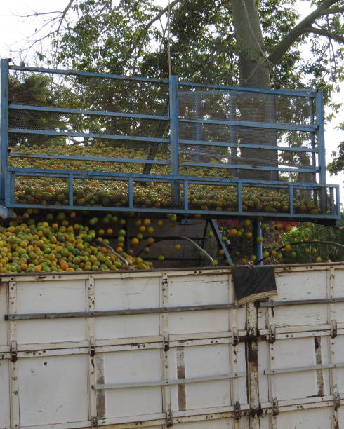 istock transport of oranges 1156524129