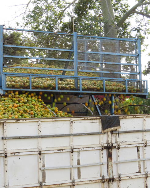 istock transport of oranges 1156524144